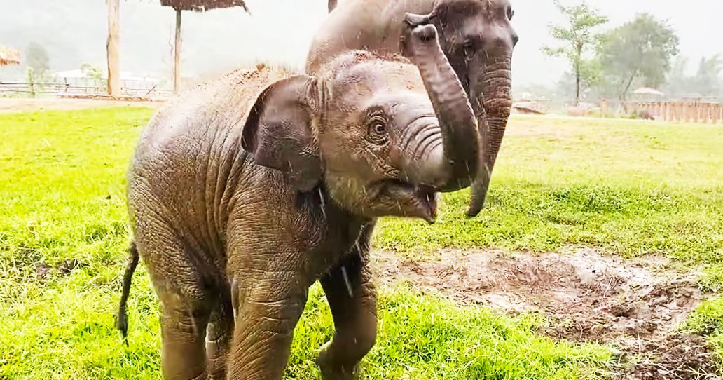 Two Asian elephants, one adult and baby, in an open grassy area with huts made of straw and wood in a rural setting under overcast skies.