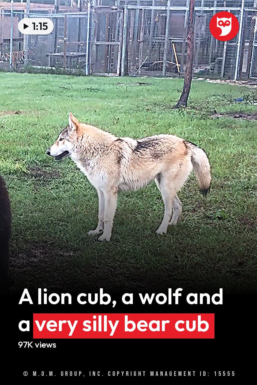 A zoo enclosure with an adult-sized dark-furred bear alongside a juvenile light-brown lion cub and tan-and-white wolf, with green grass and daytime lighting. The headline runs in white letters across the lower third.