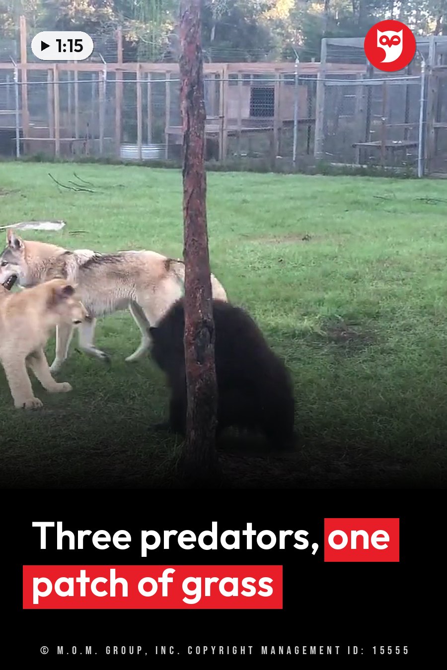 Two tan animals stand beside a black bear on grass near a tree in an enclosure. A headline runs in white letters across the lower third.