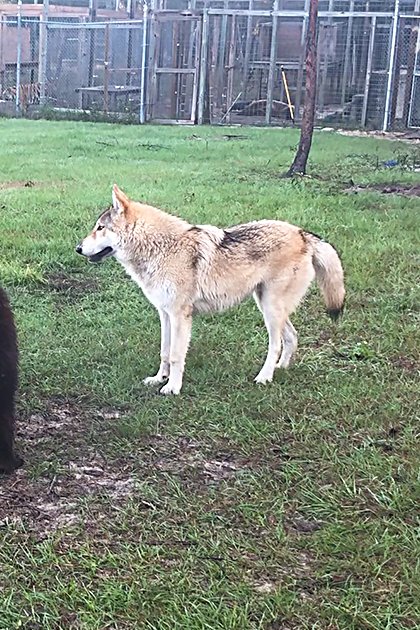A zoo enclosure with an adult-sized dark-furred bear alongside a juvenile light-brown lion cub and tan-and-white wolf, with green grass and daytime lighting.