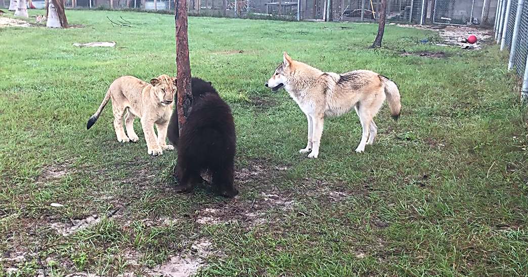 A zoo enclosure with an adult-sized dark-furred bear alongside a juvenile light-brown lion cub and tan-and-white wolf, with green grass and daytime lighting.