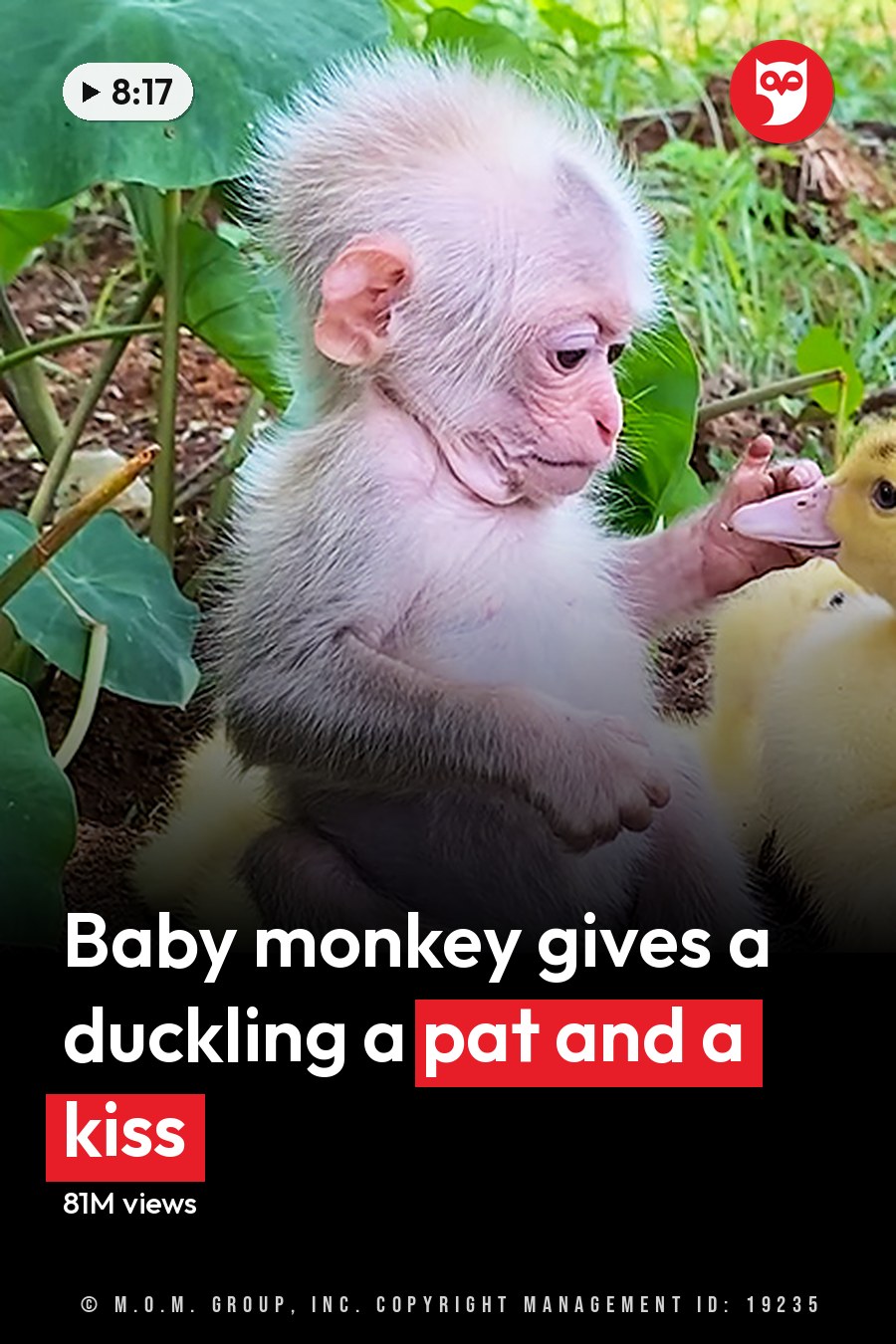 A baby monkey interacts with four fluffy ducklings in a lush outdoor setting during spring or summer under bright daylight. The headline runs in white letters across the lower third.