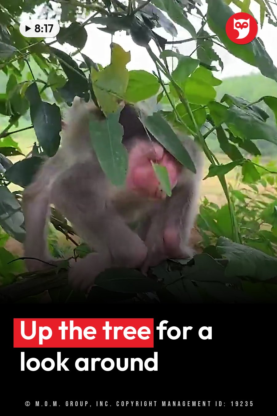 A small monkey sits on a tree branch, partly hidden by green leaves. A headline runs in white letters across the lower third.