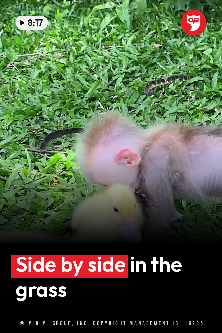 A small monkey and a yellow duckling on green grass. A headline runs in white letters across the lower third.