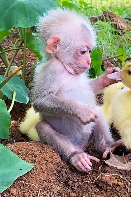 A baby monkey interacts with four fluffy ducklings in a lush outdoor setting during spring or summer under bright daylight.