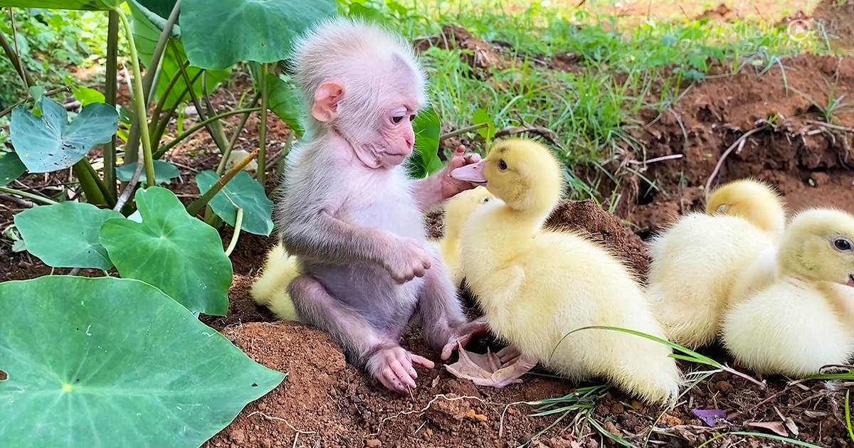 A baby monkey interacts with four fluffy ducklings in a lush outdoor setting during spring or summer under bright daylight.