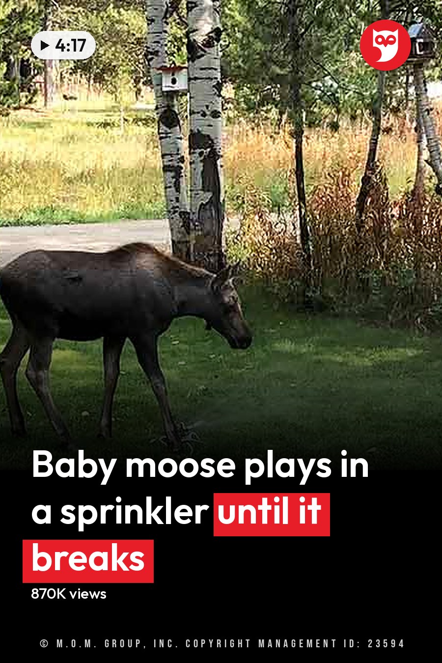 A moose with dark brown fur and lighter patches stands in a well-maintained residential backyard with birch trees, a sprinkler spraying water on the grass, and red birdhouses attached to tree trunks during daytime. The headline runs in white letters across the lower third.