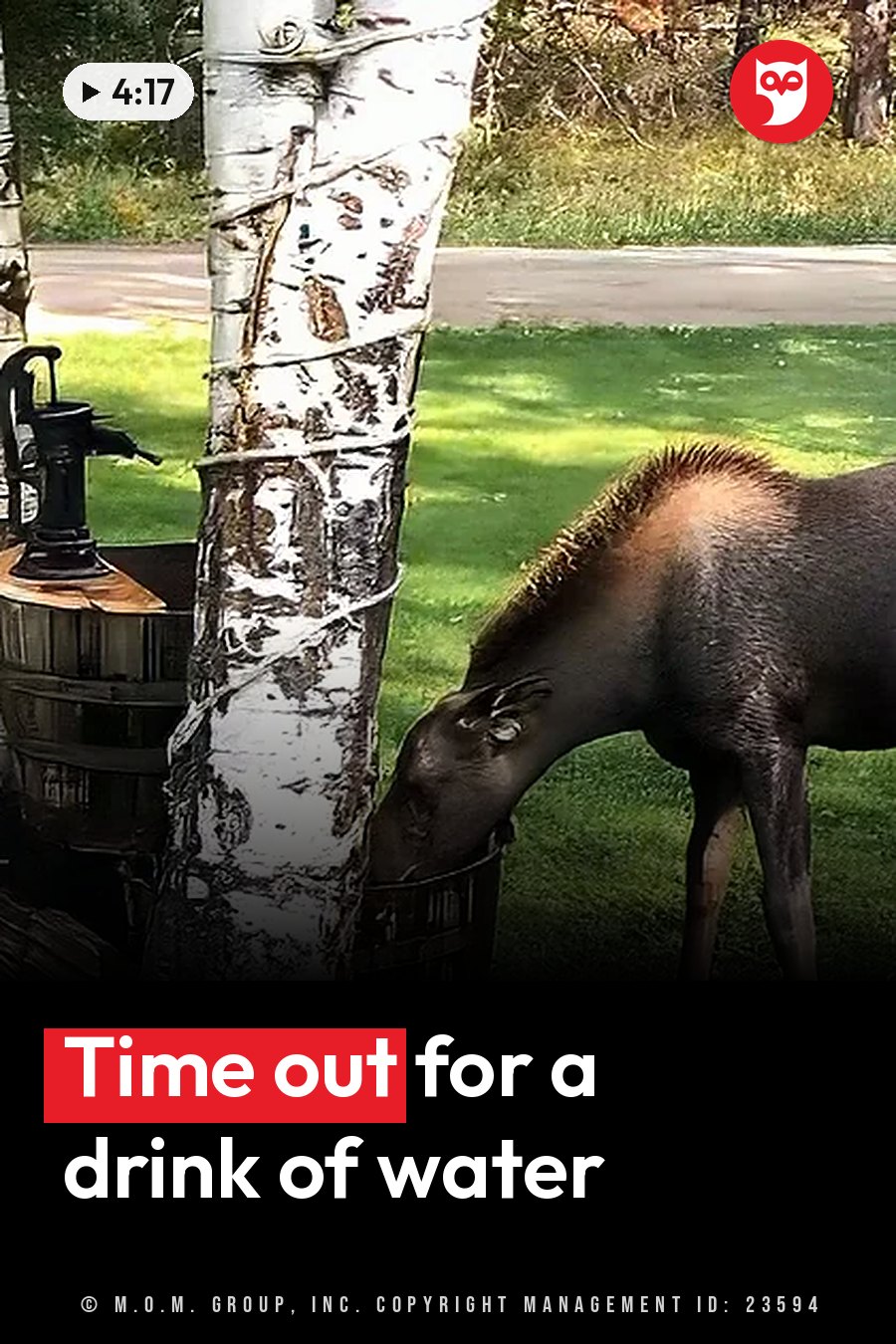 A moose drinks from a metal bucket beside a birch tree with peeling white bark. A headline runs in white letters across the lower third.