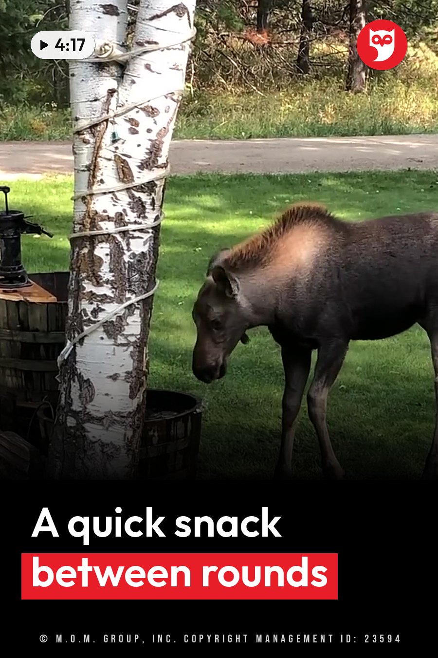 A young moose grazes on grass near a birch tree that has a rope wrapped around its trunk. A headline runs in white letters across the lower third.