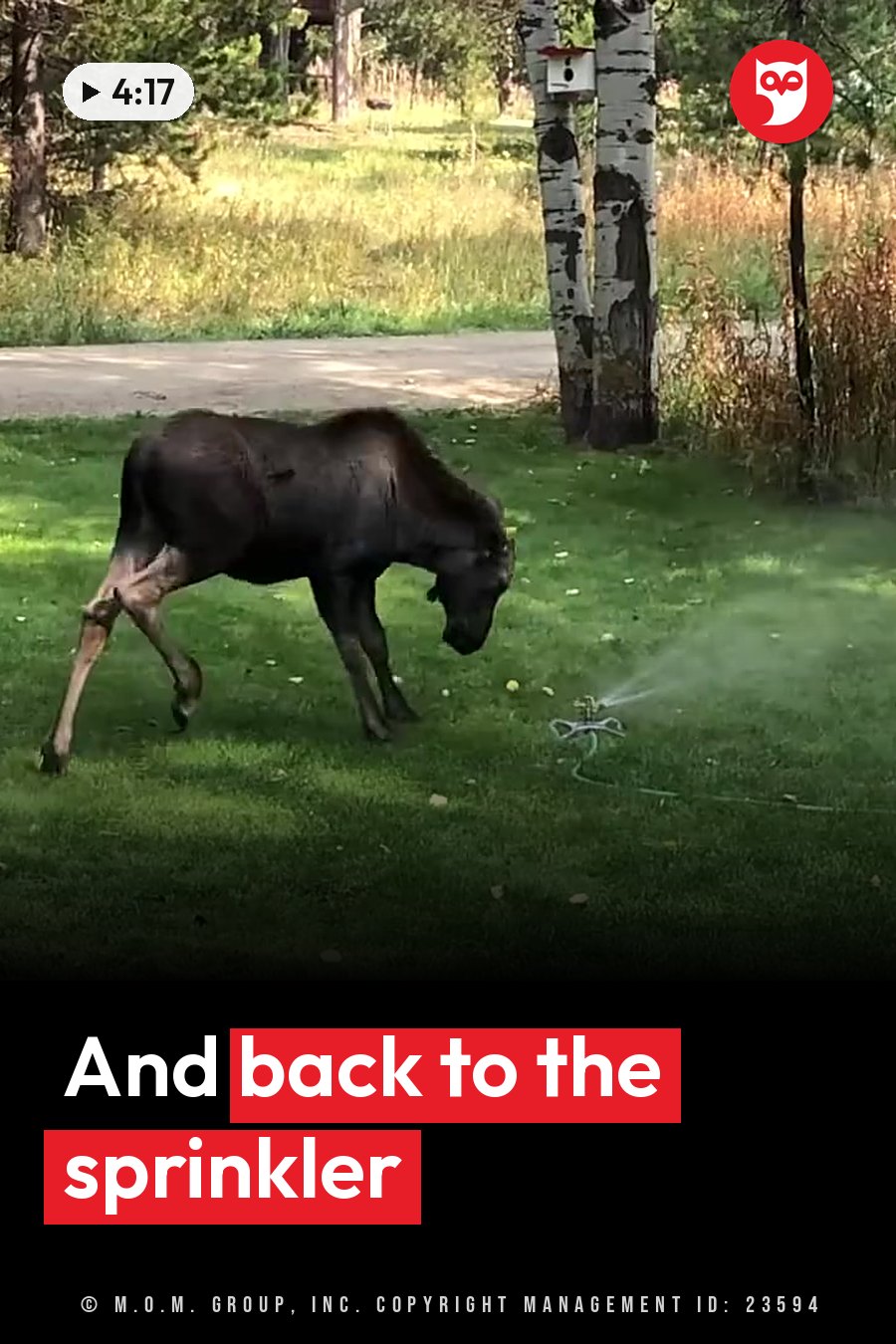 A young moose walks across a grassy yard near a sprinkler spraying water on the lawn. A headline runs in white letters across the lower third.