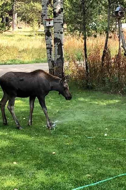 A moose with dark brown fur and lighter patches stands in a well-maintained residential backyard with birch trees, a sprinkler spraying water on the grass, and red birdhouses attached to tree trunks during daytime.