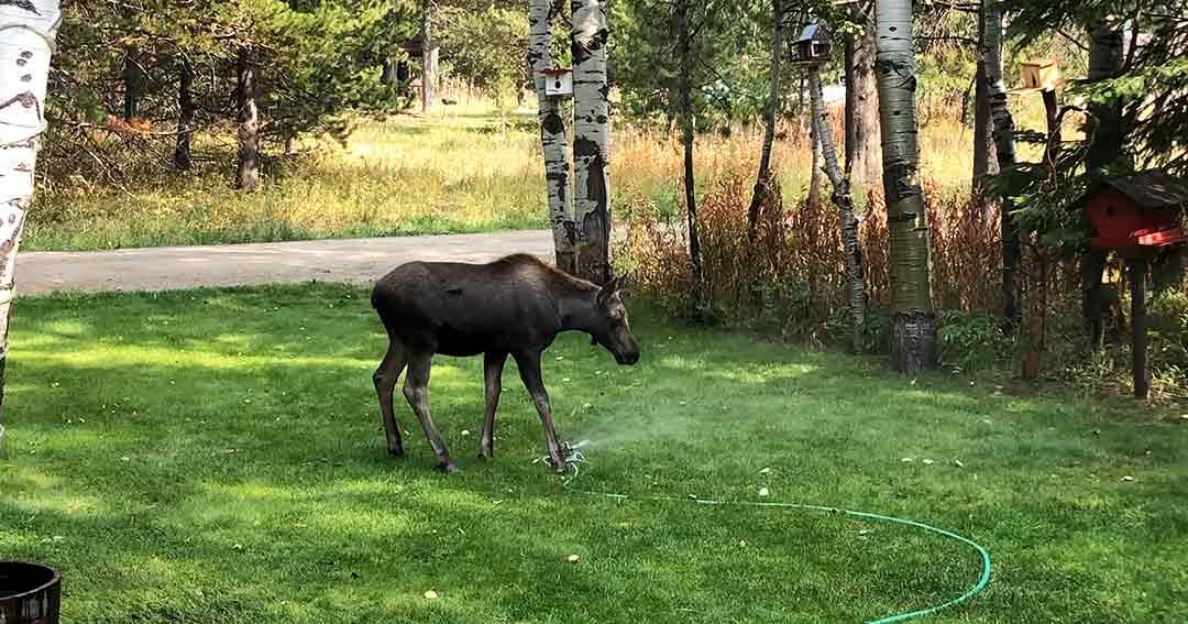 A moose with dark brown fur and lighter patches stands in a well-maintained residential backyard with birch trees, a sprinkler spraying water on the grass, and red birdhouses attached to tree trunks during daytime.
