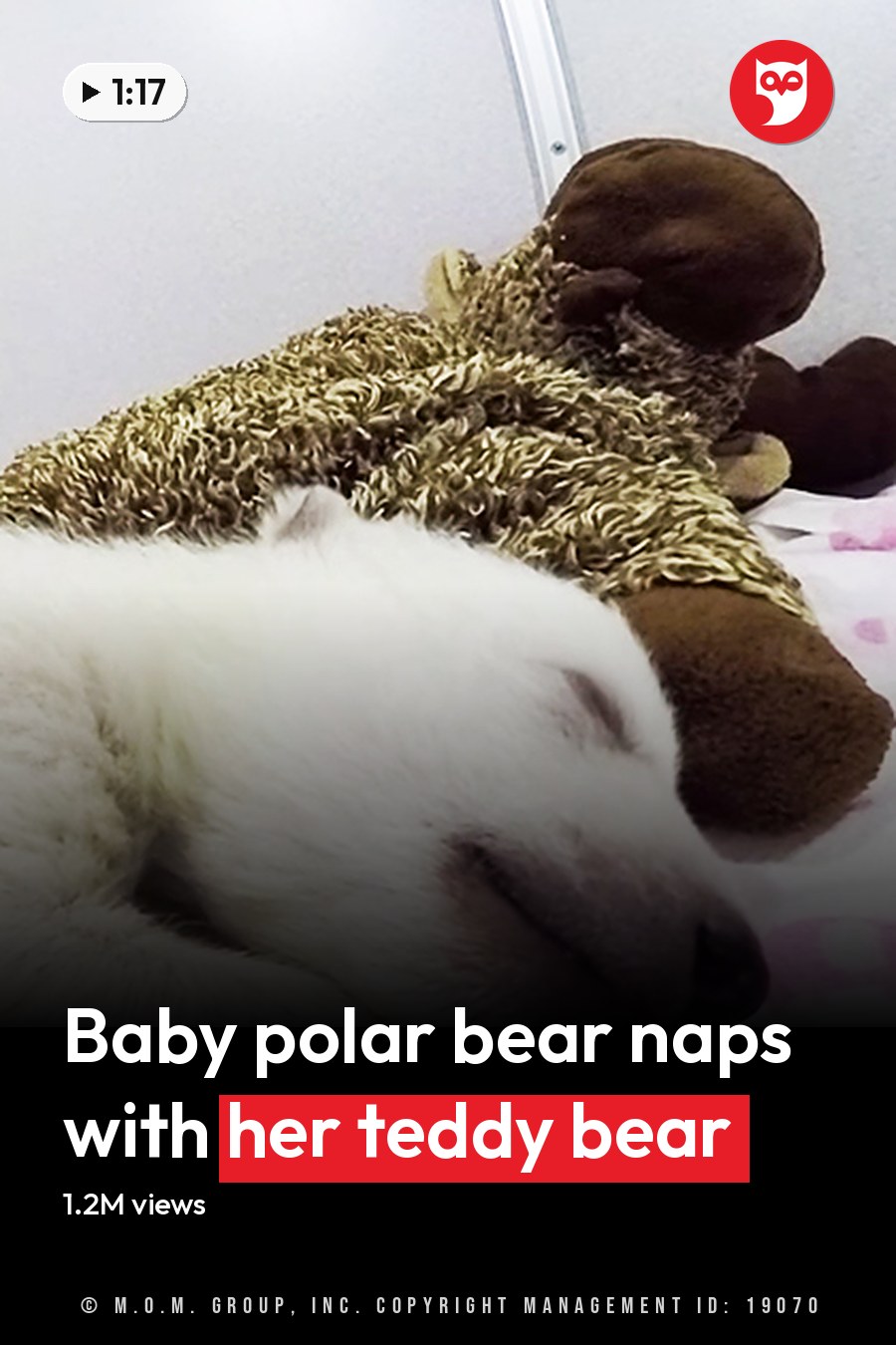 A young Samoyed or similar breed puppy sleeping indoors with a stuffed teddy bear wearing a knitted sweater, pink elephant-patterned bedspread, and plain light-colored walls. The headline runs in white letters across the lower third.