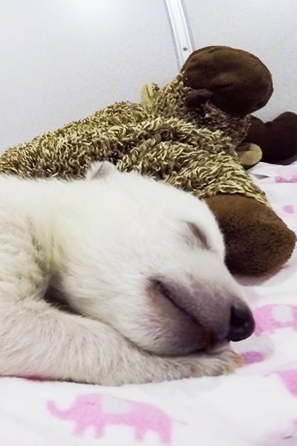 A young Samoyed or similar breed puppy sleeping indoors with a stuffed teddy bear wearing a knitted sweater, pink elephant-patterned bedspread, and plain light-colored walls.