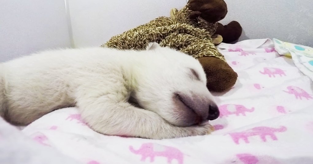 A young Samoyed or similar breed puppy sleeping indoors with a stuffed teddy bear wearing a knitted sweater, pink elephant-patterned bedspread, and plain light-colored walls.