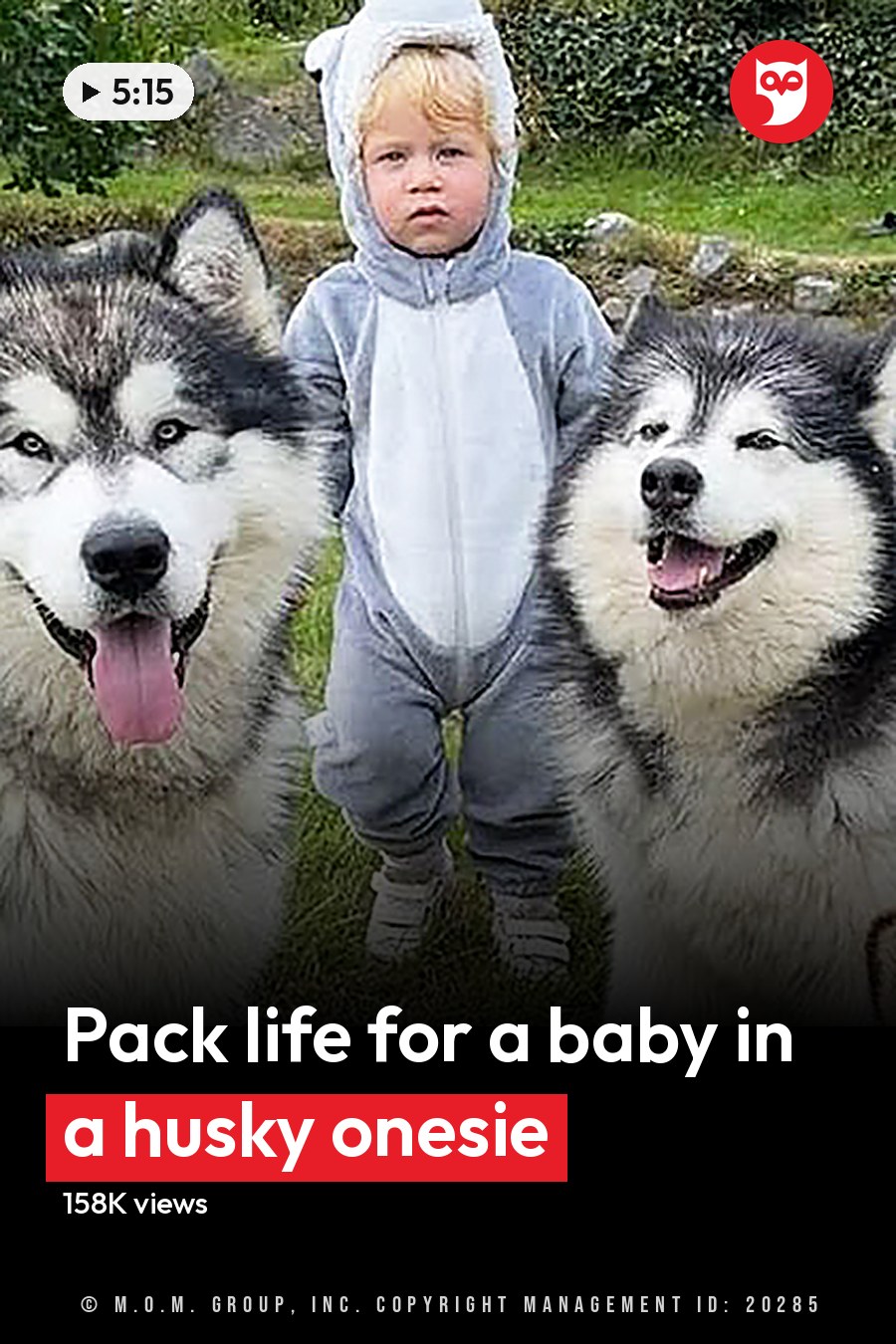 Two Alaskan Malamutes with white and black coats in an outdoor grassy area with a child wearing a gray animal onesie. The headline runs in white letters across the lower third.