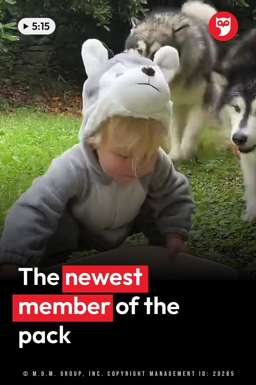 A small child in a husky costume crawls on the grass while two large dogs stand nearby. A headline runs in white letters across the lower third.