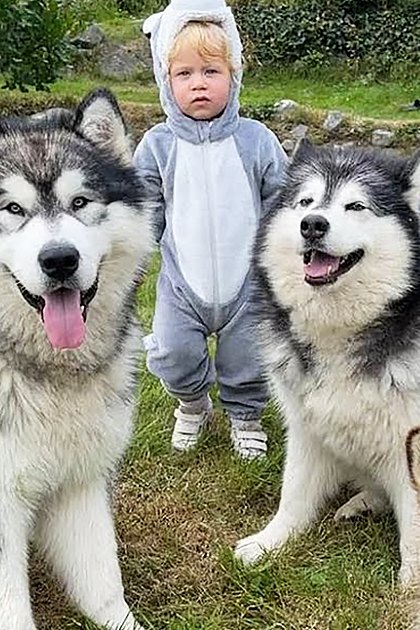 Two Alaskan Malamutes with white and black coats in an outdoor grassy area with a child wearing a gray animal onesie.