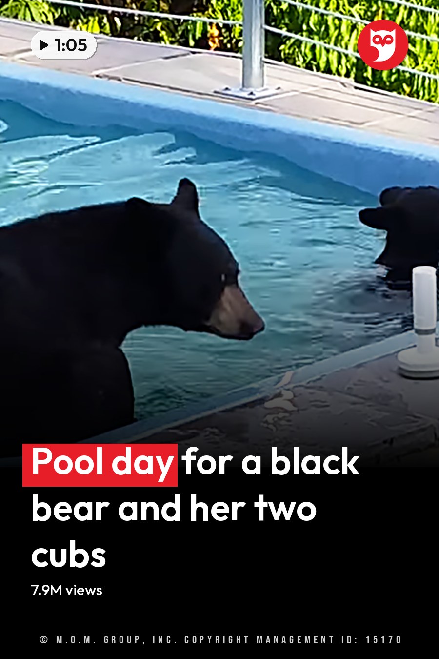 Three adult black bears swimming in a clear blue residential pool, surrounded by lush greenery under bright daylight. The headline runs in white letters across the lower third.