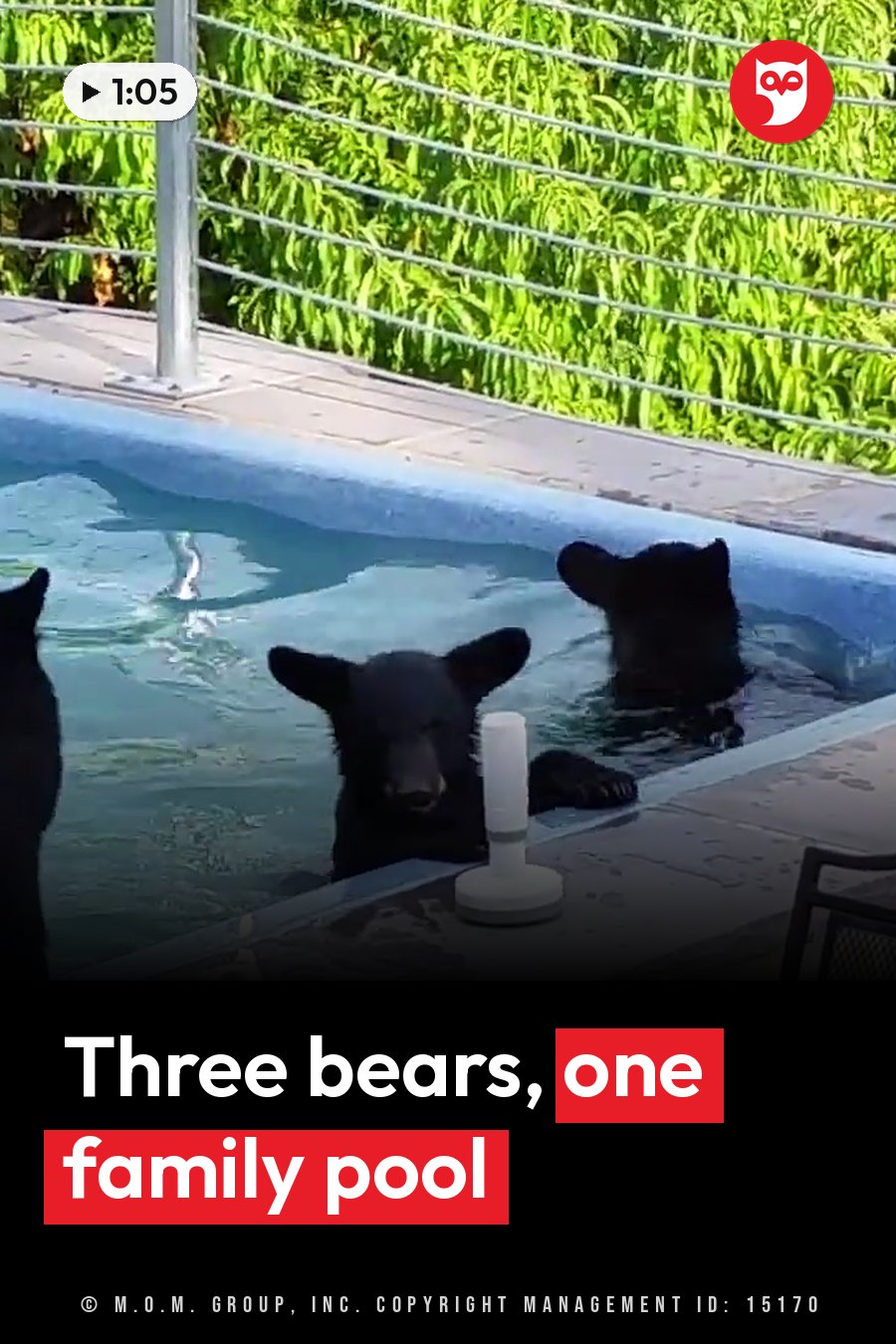Three black bears swim in a pool near a fence with green leaves behind them. A headline runs in white letters across the lower third.