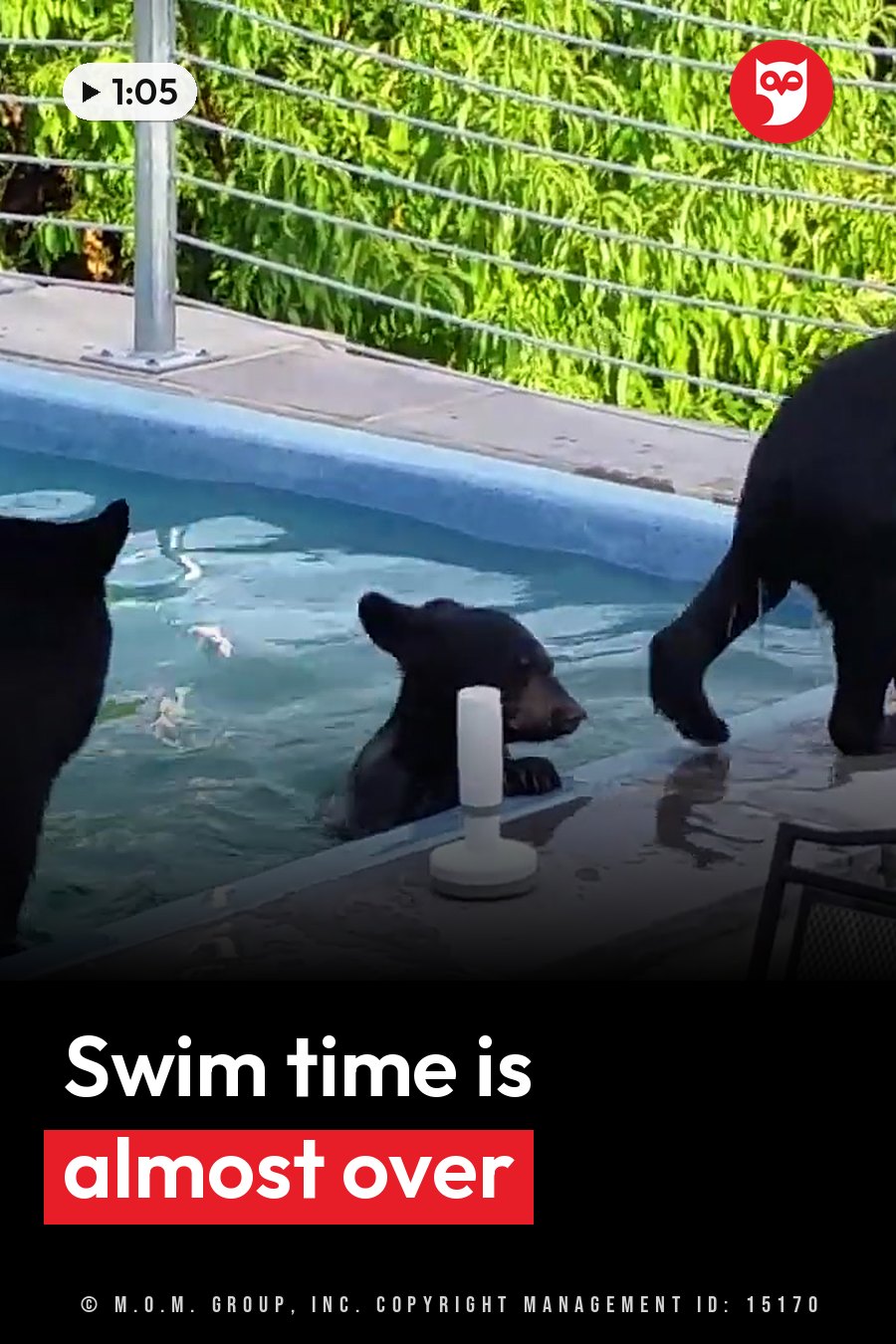 Three black bears by a swimming pool, one swimming, one walking along the edge and one partly out of view. A headline runs in white letters across the lower third.