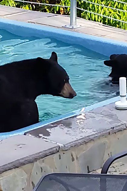 Three adult black bears swimming in a clear blue residential pool, surrounded by lush greenery under bright daylight.