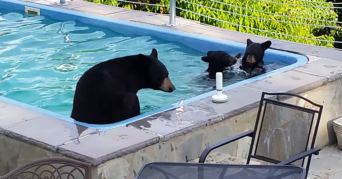 Three adult black bears swimming in a clear blue residential pool, surrounded by lush greenery under bright daylight.