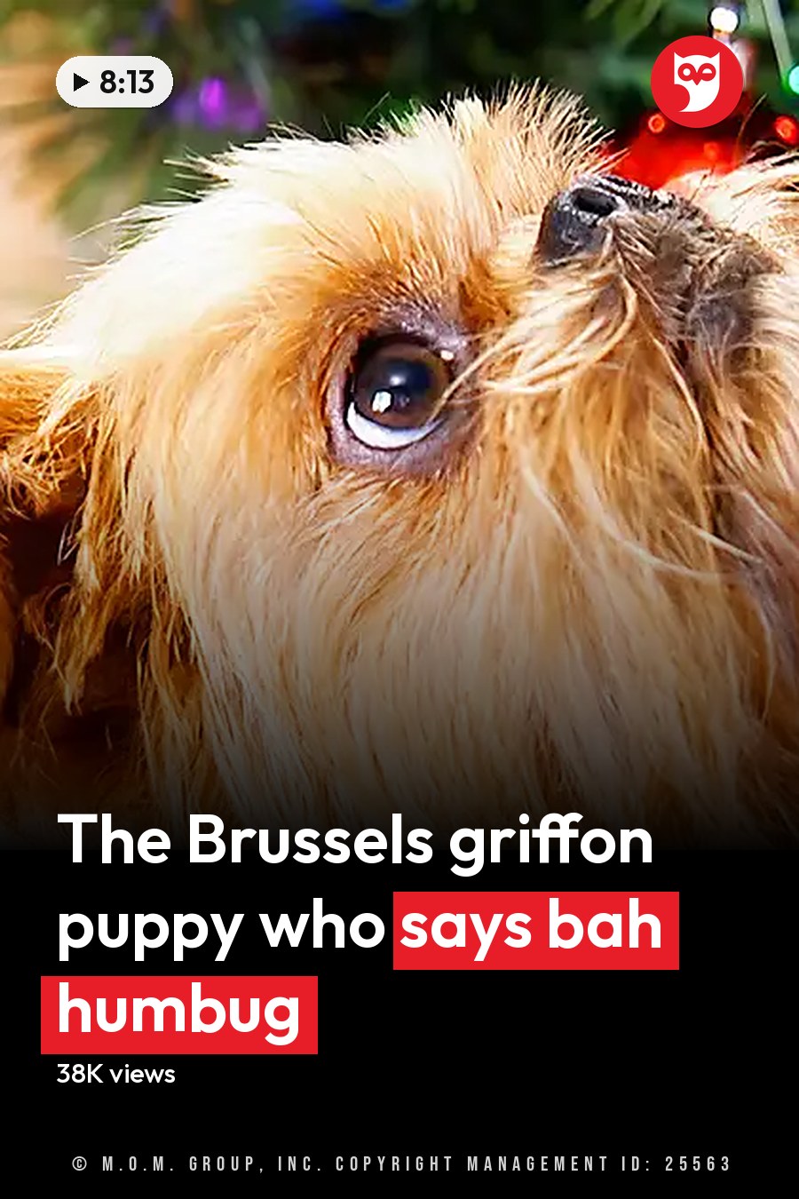 A small light brown Brussels Griffon or similar terrier mix with white markings, dressed in festive attire indoors during Christmas season. The headline runs in white letters across the lower third.