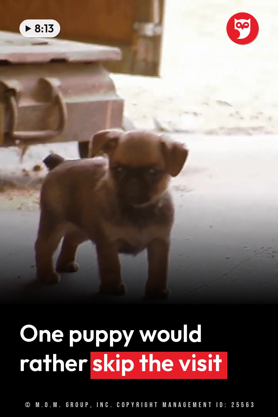 A small brown puppy stands on a concrete floor beside a wooden structure with a handle. A headline runs in white letters across the lower third.