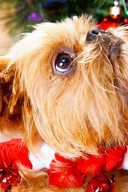 A small light brown Brussels Griffon or similar terrier mix with white markings, dressed in festive attire indoors during Christmas season.