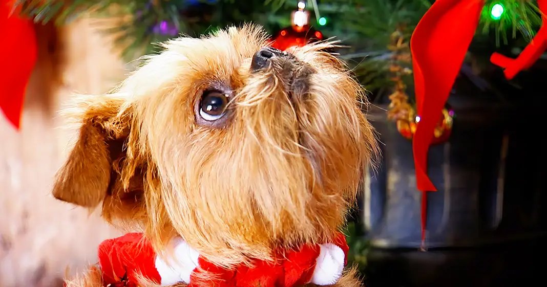 A small light brown Brussels Griffon or similar terrier mix with white markings, dressed in festive attire indoors during Christmas season.