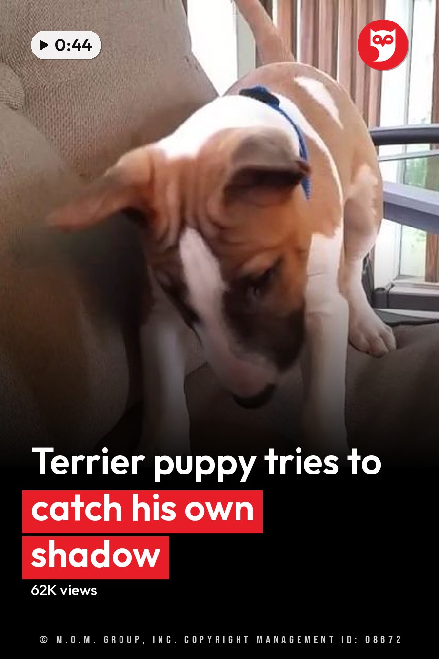 A light brown and white Jack Russell Terrier mix puppy with a blue collar stands on a beige upholstered couch in a sunlit living room, surrounded by greenery outside the window. The headline runs in white letters across the lower third.