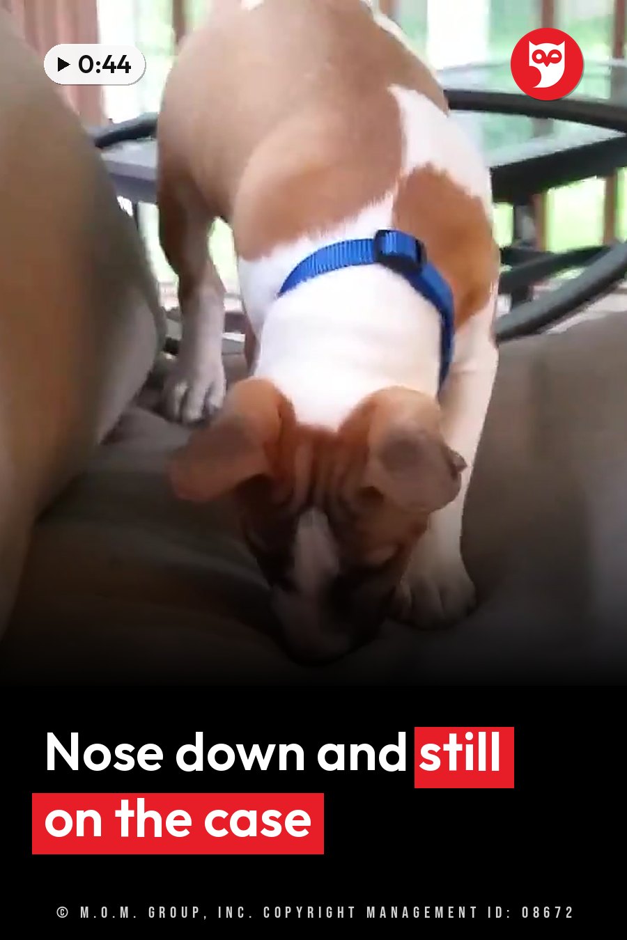A brown and white puppy in a blue harness sniffs the seat of a couch, with glass furniture nearby. A headline runs in white letters across the lower third.