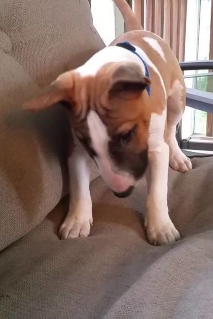 A light brown and white Jack Russell Terrier mix puppy with a blue collar stands on a beige upholstered couch in a sunlit living room, surrounded by greenery outside the window.
