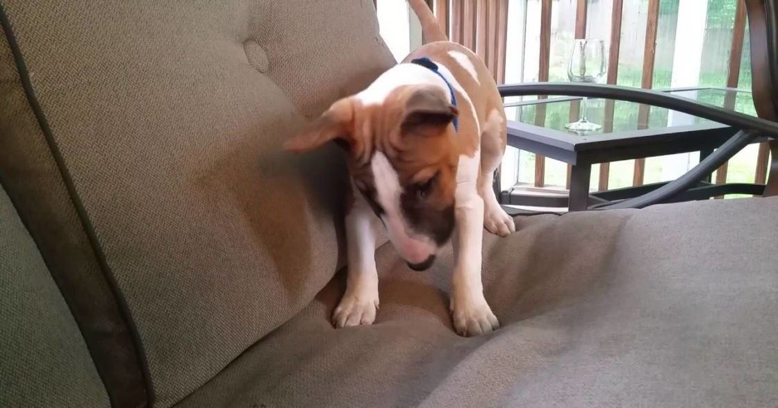 A light brown and white Jack Russell Terrier mix puppy with a blue collar stands on a beige upholstered couch in a sunlit living room, surrounded by greenery outside the window.