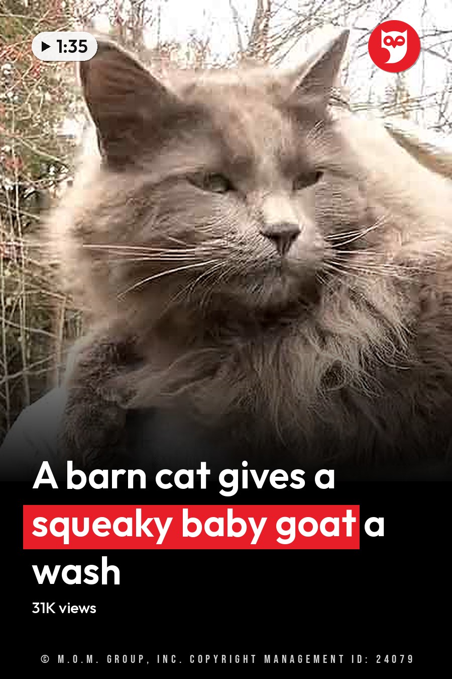 An adult male cat and goat resting together on someone’s lap in a wooded autumn outdoor setting with bare trees and fallen leaves. The headline runs in white letters across the lower third.