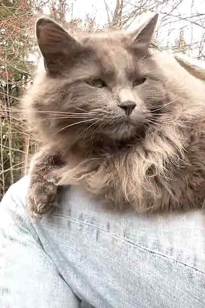 An adult male cat and goat resting together on someone’s lap in a wooded autumn outdoor setting with bare trees and fallen leaves.