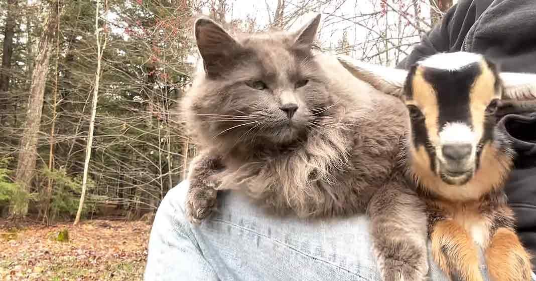 An adult male cat and goat resting together on someone’s lap in a wooded autumn outdoor setting with bare trees and fallen leaves.