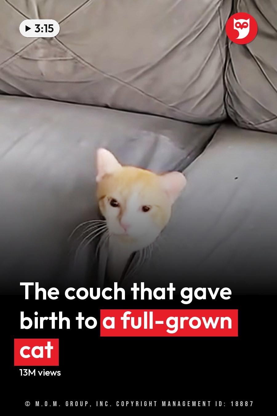 An orange-furred adult cat with white chest markings, sitting in a living room with tufted gray couches and a white floral pillow. The headline runs in white letters across the lower third.