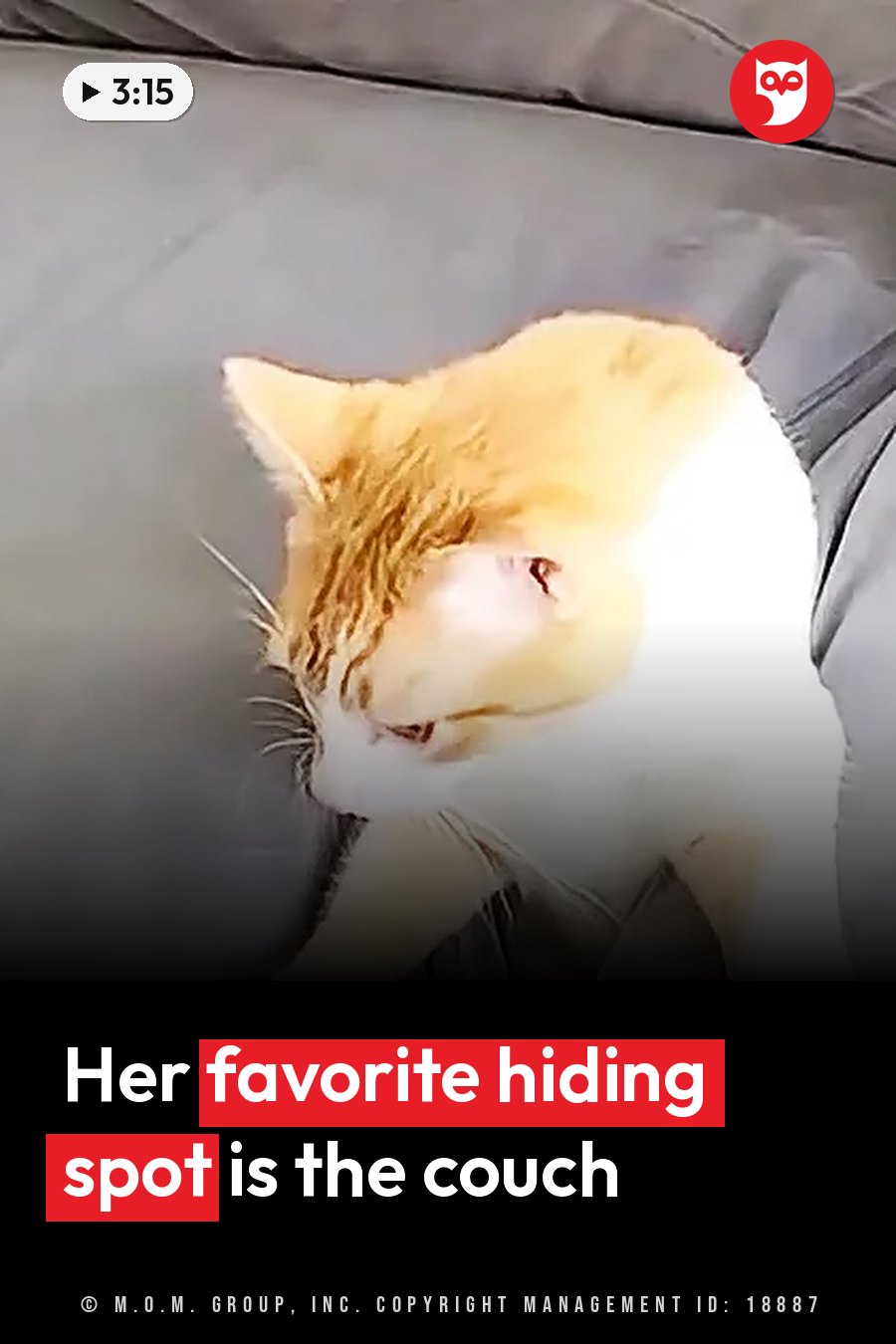 An orange and white cat sits on a gray tufted couch with her head lowered toward her front paws. A headline runs in white letters across the lower third.