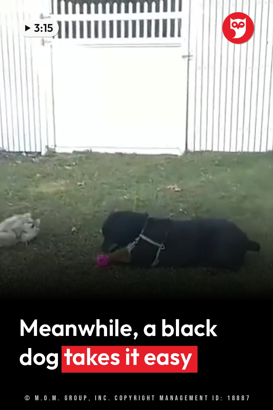 A black dog lies on green grass beside a pink toy, with a white fence in the background. A headline runs in white letters across the lower third.