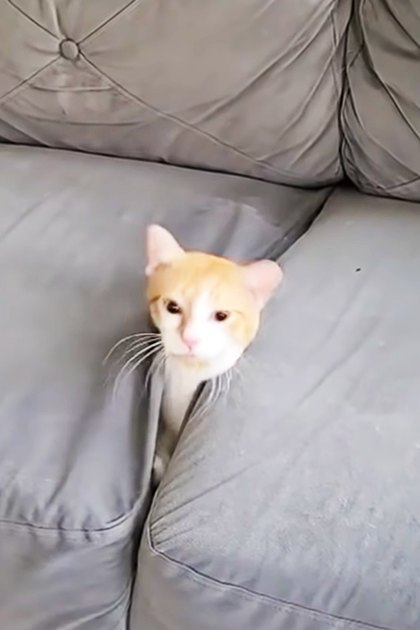 An orange-furred adult cat with white chest markings, sitting in a living room with tufted gray couches and a white floral pillow.