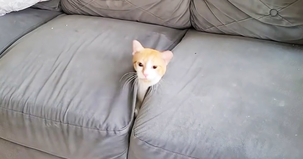 An orange-furred adult cat with white chest markings, sitting in a living room with tufted gray couches and a white floral pillow.
