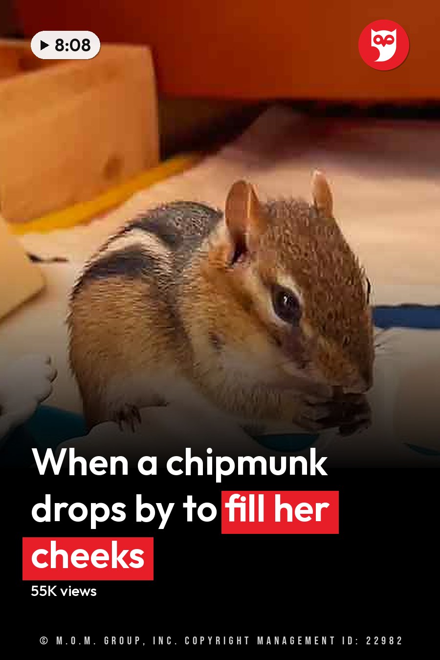 A chipmunk with brown fur and black stripes sits indoors near a bowl of mixed nuts and dried fruits, surrounded by wooden furniture. The headline runs in white letters across the lower third.