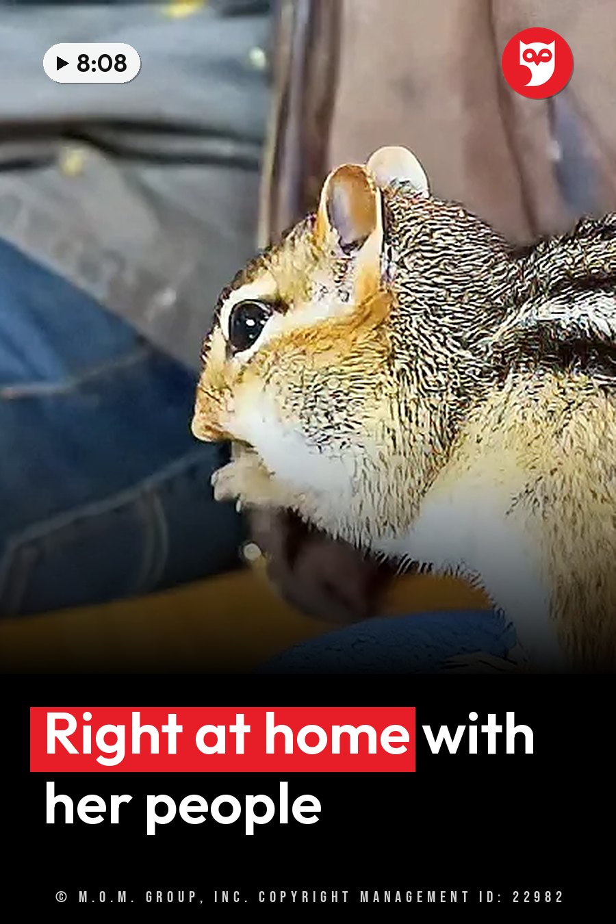 A striped chipmunk sits upright on a blue surface next to some clothing, facing left. A headline runs in white letters across the lower third.