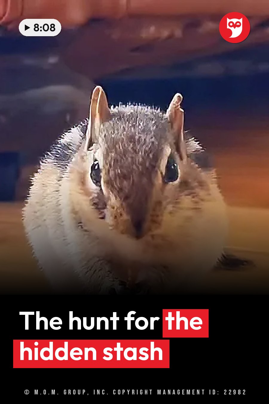 A small chipmunk with large eyes and ears looks toward the camera from a wooden floor. A headline runs in white letters across the lower third.