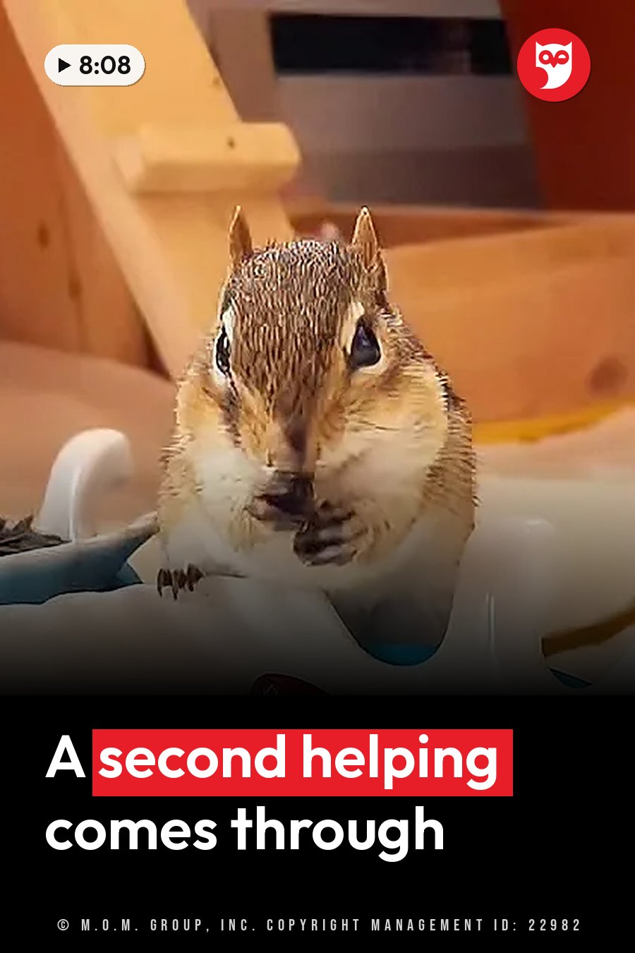 A brown chipmunk sits upright on a white surface, holding something up to her mouth. A headline runs in white letters across the lower third.