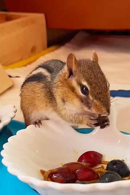 A chipmunk with brown fur and black stripes sits indoors near a bowl of mixed nuts and dried fruits, surrounded by wooden furniture.