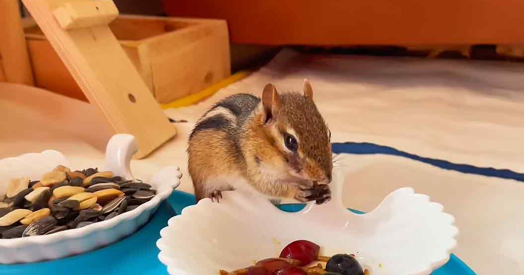 A chipmunk with brown fur and black stripes sits indoors near a bowl of mixed nuts and dried fruits, surrounded by wooden furniture.