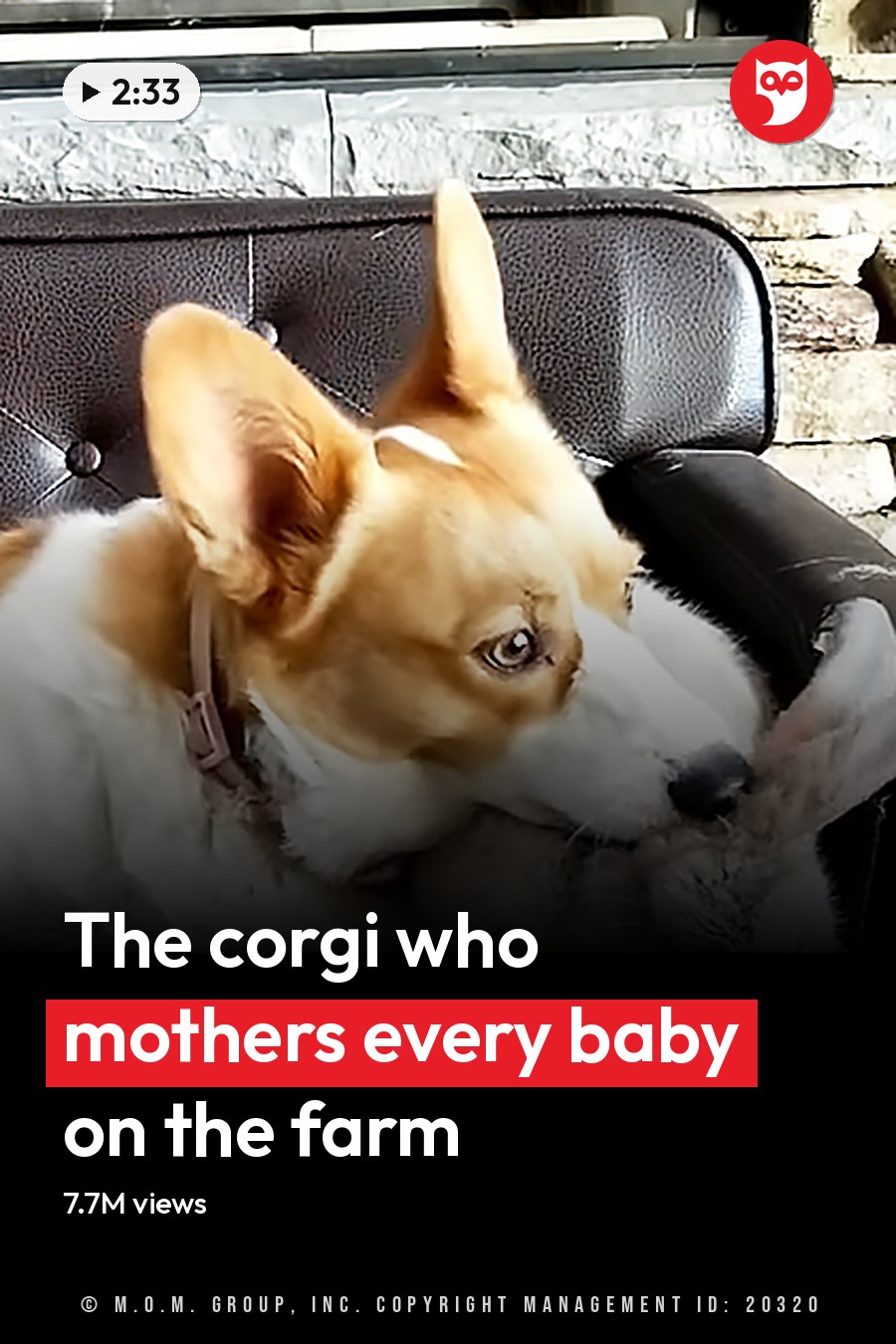 A Corgi dog with brown and white fur lies on a black leather couch indoors near a stone fireplace. The headline runs in white letters across the lower third.